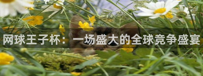 2026世界杯预选赛:网球王子杯:一场盛大的全球竞争盛宴